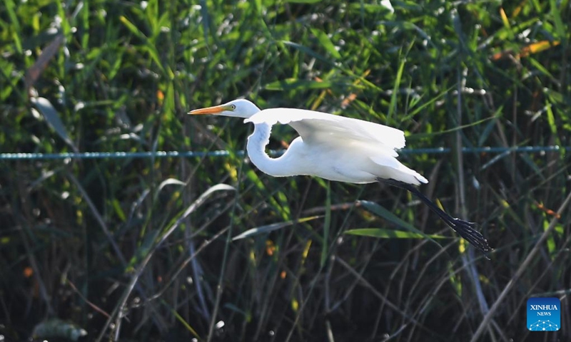Photo taken on Sept. 21, 2022 shows an egret in Baiyangdian Lake in Xiong'an New Area, north China's Hebei Province. In recent years, the Xiong'an New Area has strengthened the ecological protection and restoration of Baiyangdian Lake. Through systematic ecological management, the water quality of Baiyangdian Lake has seen a leaping improvement and the biodiversity has increased significantly.(Photo: Xinhua)