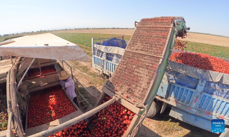 A villager harvests tomatoes in Xingfu Village of Changji, northwest China's Xinjiang Uygur Autonomous Region, Sept. 19, 2022.(Photo: Xinhua)