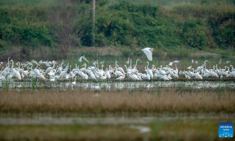 Photo taken on Sept. 9, 2022 shows a flock of wild birds in Baiyangdian Lake in Xiong'an New Area, north China's Hebei Province. In recent years, the Xiong'an New Area has strengthened the ecological protection and restoration of Baiyangdian Lake. Through systematic ecological management, the water quality of Baiyangdian Lake has seen a leaping improvement and the biodiversity has increased significantly. (Photo: Xinhua)
