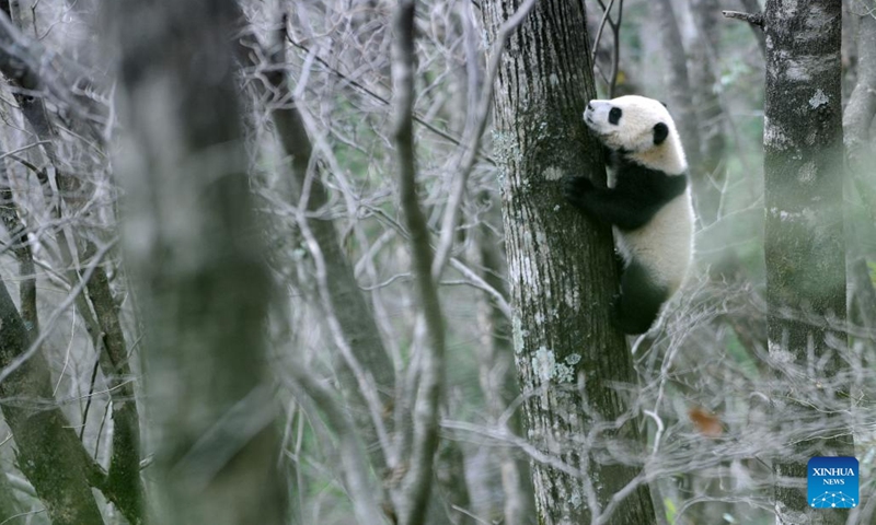 A baby panda climbs on a tree in Daguping Village of Foping County, Hanzhong City, northwest China's Shaanxi Province, March 28, 2016. In recent years, Hanzhong city has been making persistent efforts to improve local ecological environment.(Photo: Xinhua)