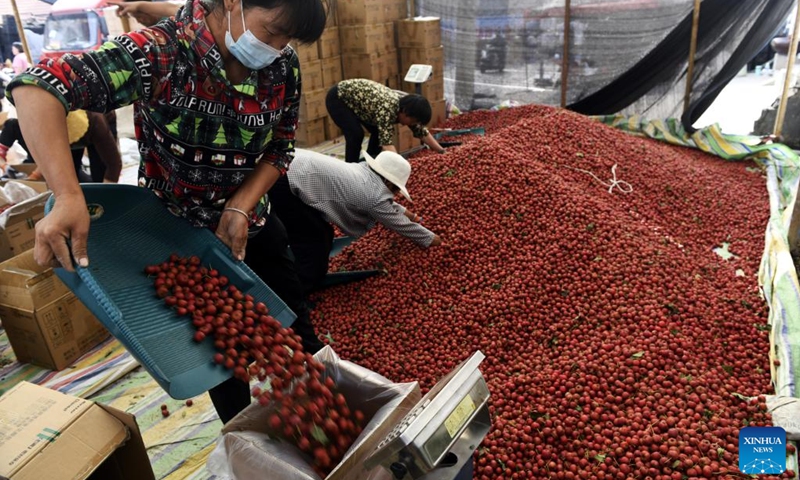 Buyers purchase hawthorn fruits in a trading market in Liudu Township of Xintai City, east China's Shandong Province, Sept. 21, 2022. Over 23,000 mu (about 1,533 hectares) of hawthorn fruits have entered the mature season here.(Photo: Xinhua)