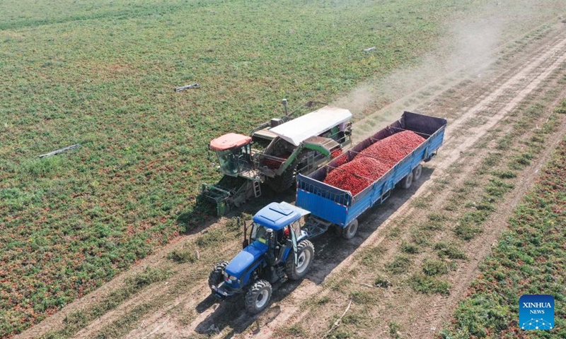 Aerial photo shows villagers harvesting tomatoes in Xingfu Village of Changji, northwest China's Xinjiang Uygur Autonomous Region, Sept. 19, 2022.(Photo: Xinhua)