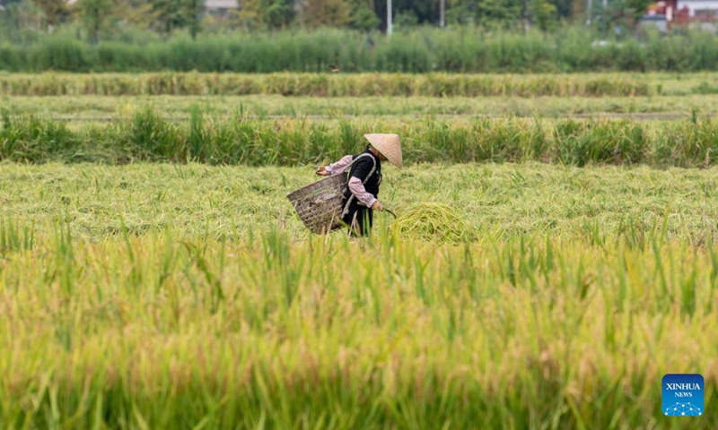 A villager harvests paddy rice in Xinhua Village of Chongzhou, southwest China's Sichuan Province, Sept. 21, 2022.(Photo: Xinhua)