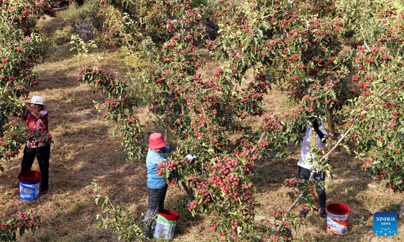 Villagers pick hawthorn fruits in Liudu Township of Xintai City, east China's Shandong Province, Sept. 21, 2022. Over 23,000 mu (about 1,533 hectares) of hawthorn fruits have entered the mature season here.(Photo: Xinhua)