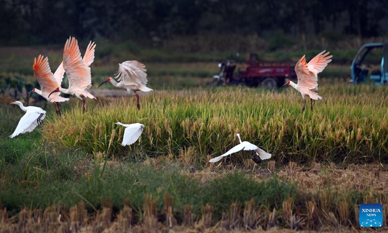Photo taken on Sept. 10, 2022 shows crested ibis and egrets in the paddy fields of Zhoujiakan Village in Hanzhong City, northwest China's Shaanxi Province. In recent years, Hanzhong city has been making persistent efforts to improve local ecological environment.(Photo: Xinhua)
