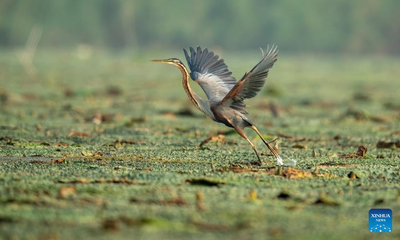 Photo taken on Sept. 9, 2022 shows a purple heron in Baiyangdian Lake in Xiong'an New Area, north China's Hebei Province. In recent years, the Xiong'an New Area has strengthened the ecological protection and restoration of Baiyangdian Lake. Through systematic ecological management, the water quality of Baiyangdian Lake has seen a leaping improvement and the biodiversity has increased significantly.(Photo: Xinhua)