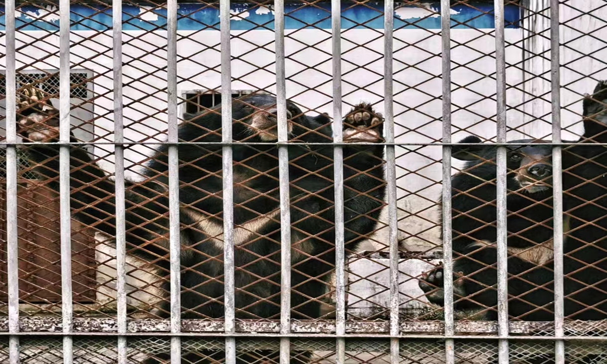 Picture of a pair of black bears, who are sisters, rescued by the Nuozhadu hydropower station: Photo: courtesy of Zhang Weijia