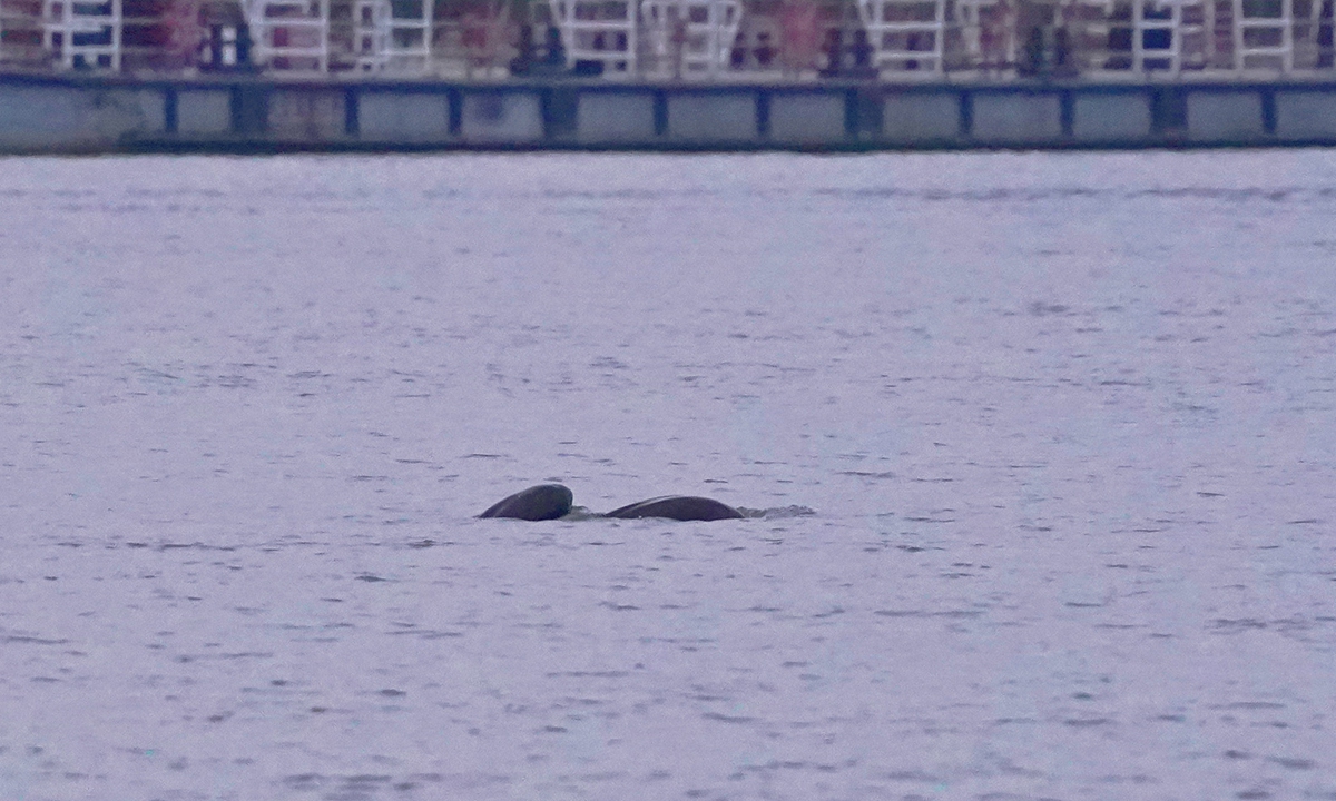 Yangtze finless porpoise Photo: Courtesy of Jiang Meng, secretary-general of the Nanjing Yangtze Finless Porpoise Conservation Association