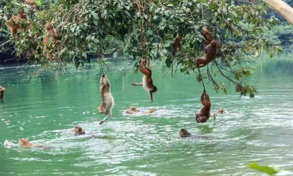 Monkeys play and swim in a river in Longhu mountain,South China's Guangxi Zhuang Autonomous Region.Photo: Sina Weibo
