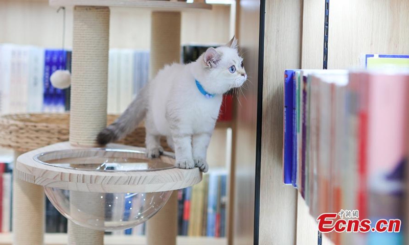 A cat makes its debut at a pet-themed Xinhua Bookstore in Beijing on Sept. 25, 2022.Photo:China News Service