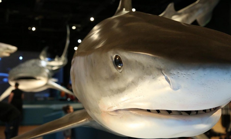 a-close-encounter-with-sharks-ancestors-in-australian-museum-global