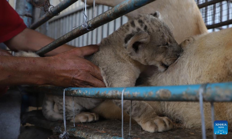Keeper Mahmoud Al-Muzain takes care of a lion cub at Namaa Zoo in the northern Gaza Strip on Sept. 25, 2022.Photo:Xinhua