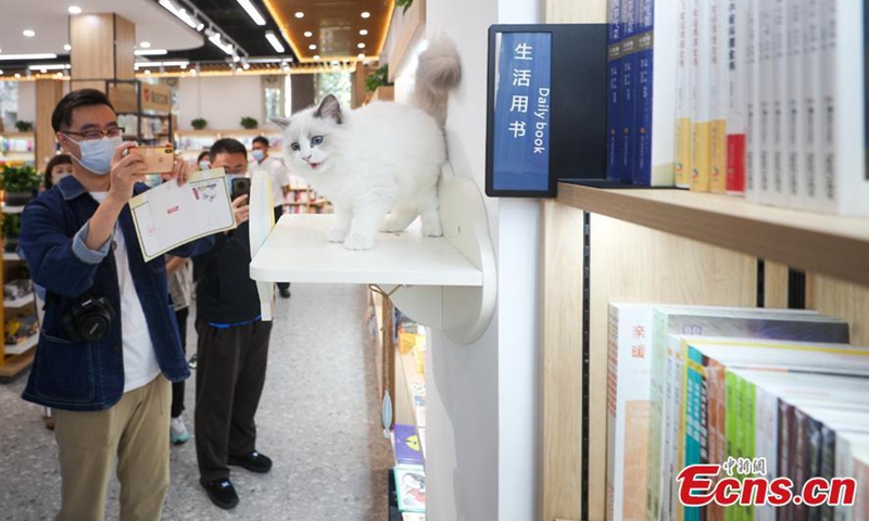 Visitors take photos of a cat in a pet-themed Xinhua Bookstore in Beijing on Sept. 25, 2022.Photo:China News Service