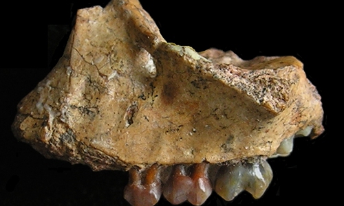 The upper jaw of the infant of Yuanmoupithecus xiaoyuan Photo: Kunming Institute of Zoology of the Chinese Academy of Sciences