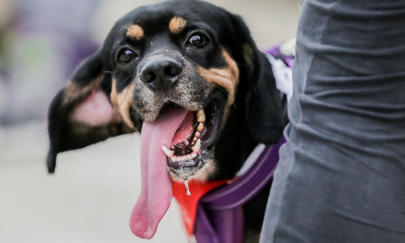 A pet dog is seen during the Run Fur Life marathon in Pasig City, the Philippines, Sept. 25, 2022.(Photo: Xinhua)