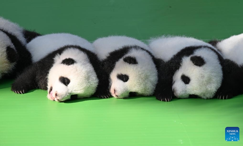 Newborn giant panda cubs are pictured at the Chengdu Research Base of Giant Panda Breeding in Chengdu, southwest China's Sichuan Province, Sept. 28, 2022. Thirteen panda cubs, all born this year, on Wednesday met the public at the breeding base in Chengdu, capital of southwest China's Sichuan Province.(Photo: Xinhua)