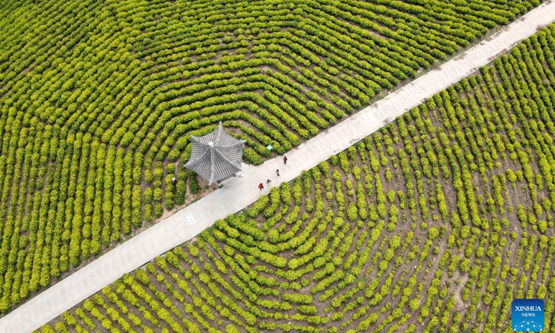 Aerial photo taken on Sept. 27, 2022 shows tourists visiting a tea garden of a scenic spot in Langxi County of Xuancheng City, east China's Anhui Province.(Photo: Xinhua)