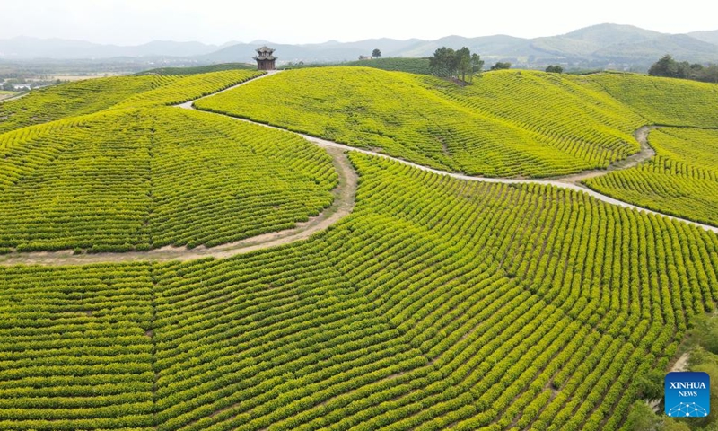 Aerial photo taken on Sept. 27, 2022 shows the scenery of a tea garden of a scenic spot in Langxi County of Xuancheng City, east China's Anhui Province. (Photo: Xinhua)