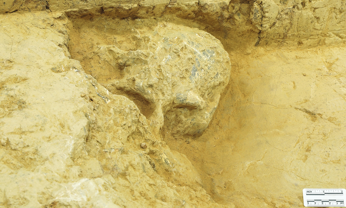 The fossil of a human skull found in recent national civilization origin-tracing program Photo: Courtesy of the National Cultural Heritage Administration