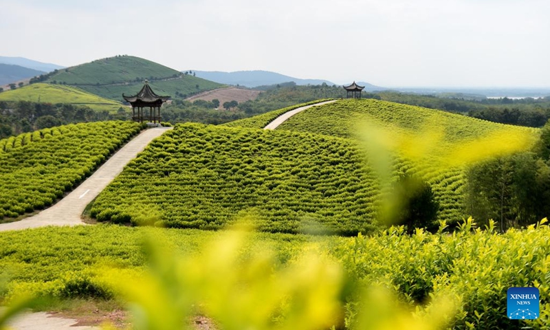 Photo taken on Sept. 27, 2022 shows the scenery of a tea garden of a scenic spot in Langxi County of Xuancheng City, east China's Anhui Province.(Photo: Xinhua)
