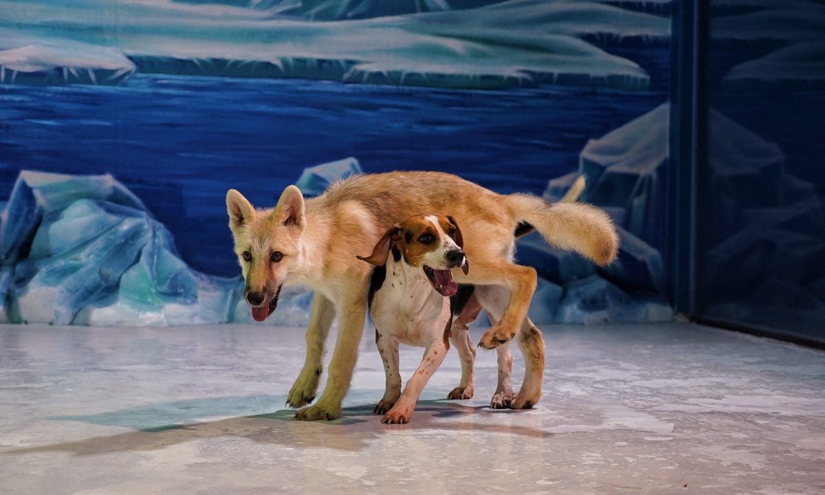 The first cloned arctic wolf, Maya, shows up in Harbin Polarland located in Northeast China’s Heilongjiang Province on September 28, 2022, along with the wolf’s surrogate mother, a beagle. Photo: VCG