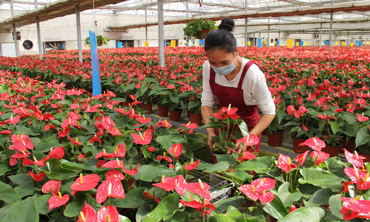 As the National Day holidays draw near, a gardener works in a flower base in Zhengzhou, Central China's Henan Province, on September 28, 2022, preparing for holiday orders. The LvwanJia flower base produces 2.2 million pots of flowers annually and employs more than 200 villagers nearby. Photo:VCG