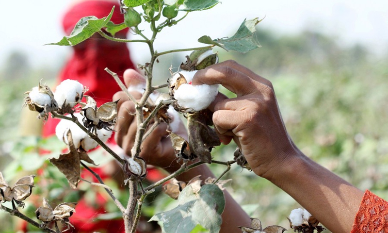 A farmer harvests cotton at cotton field in Multan, Pakistan on Sept. 28, 2022.(Photo: Xinhua)