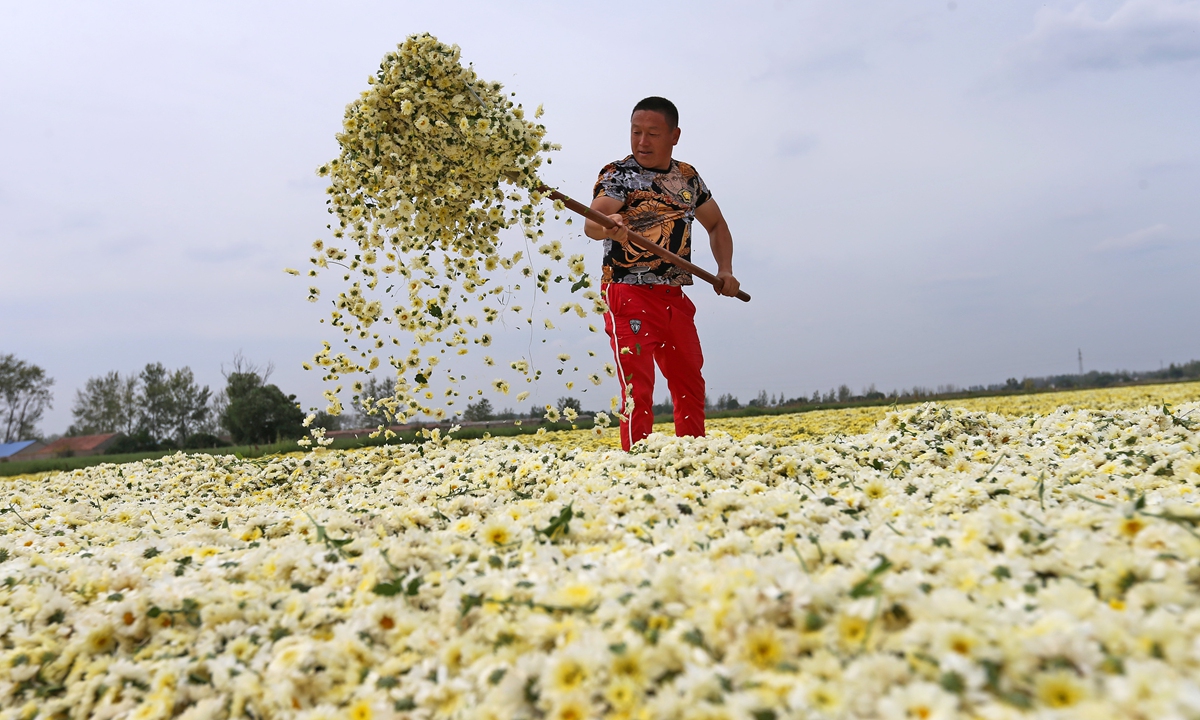 Medicinal chrysanthemums Global Times