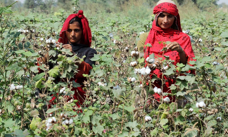 Farmers harvest cotton at cotton field in Multan, Pakistan on Sept. 28, 2022.(Photo: Xinhua)