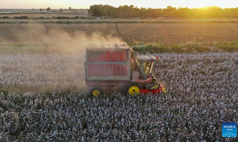 Aerial photo taken on Sept. 26, 2022 shows a cotton picker working in fields in Xayar County, Aksu Prefecture, northwest China's Xinjiang Uygur Autonomous Region. The cotton harvest season has started in Xayar County of Xinjiang.(Photo: Xinhua)
