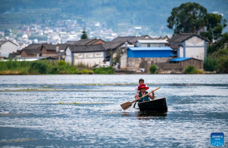 Villagers row a boat in Eryuan West Lake in Eryuan County of Dali Bai Autonomous Prefecture, southwest China's Yunnan Province, Sept. 28, 2022. (Xinhua/Chen Xinbo)