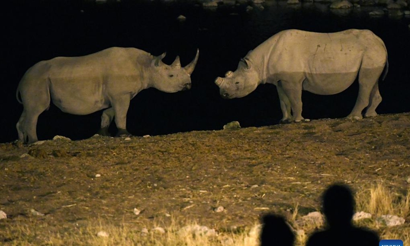 Photo taken on Aug. 14, 2022 shows rhinos at the Etosha National Park in Namibia. Photo: Xinhua