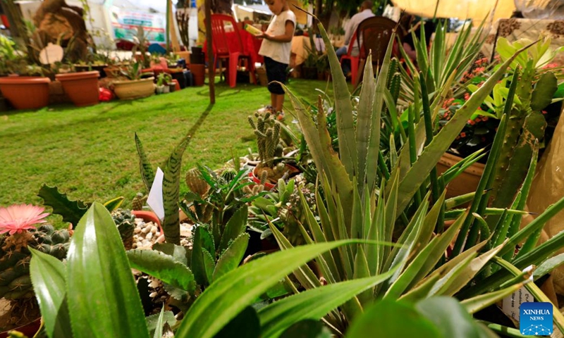 Plants are seen at a cactus and succulent exhibition in Khartoum, Sudan, on Oct. 5, 2022.(Photo: Xinhua)