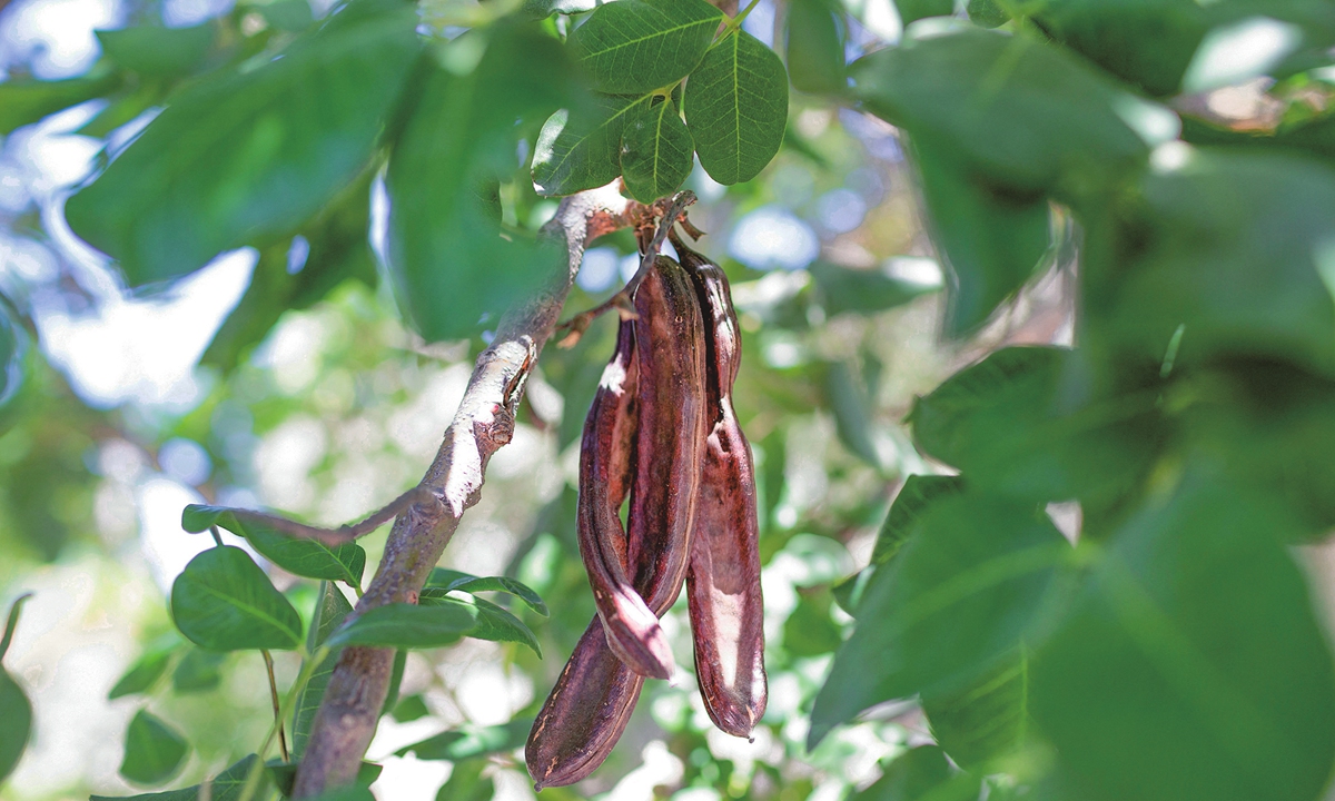 Cypriot carob farmers busy harvesting ‘black gold’ fruit Global Times