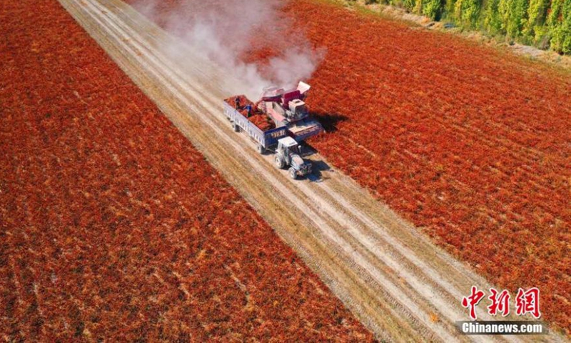 A harvester works in a chilli pepper plantation base in Tiemenguan city, northwest China's Xinjiang Uyghur Autonomous Region, Oct. 6, 2022. A chilli pepper plantation base in Xinjiang embraced harvest with a total planting area of more than 1,300 hectares.Photo:China News Service