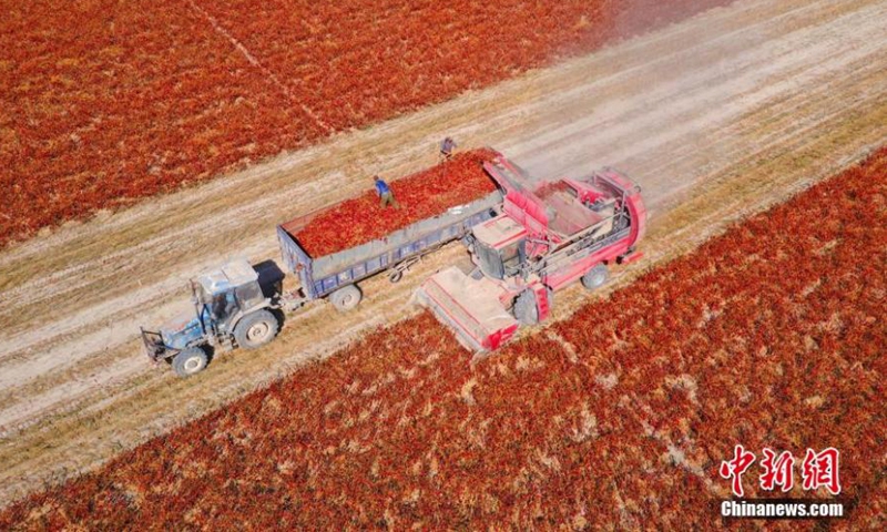 A harvester works in a chilli pepper plantation base in Tiemenguan city, northwest China's Xinjiang Uyghur Autonomous Region, Oct. 6, 2022. A chilli pepper plantation base in Xinjiang embraced harvest with a total planting area of more than 1,300 hectares.Photo:China News Service