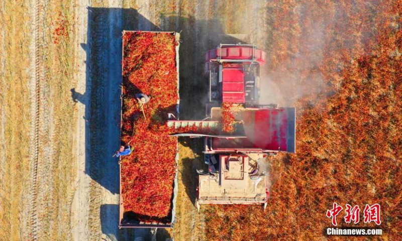 A harvester works in a chilli pepper plantation base in Tiemenguan city, northwest China's Xinjiang Uyghur Autonomous Region, Oct. 6, 2022. A chilli pepper plantation base in Xinjiang embraced harvest with a total planting area of more than 1,300 hectares.Photo:China News Service