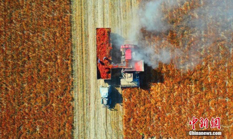 A harvester works in a chilli pepper plantation base in Tiemenguan city, northwest China's Xinjiang Uyghur Autonomous Region, Oct. 6, 2022. A chilli pepper plantation base in Xinjiang embraced harvest with a total planting area of more than 1,300 hectares.Photo:China News Service