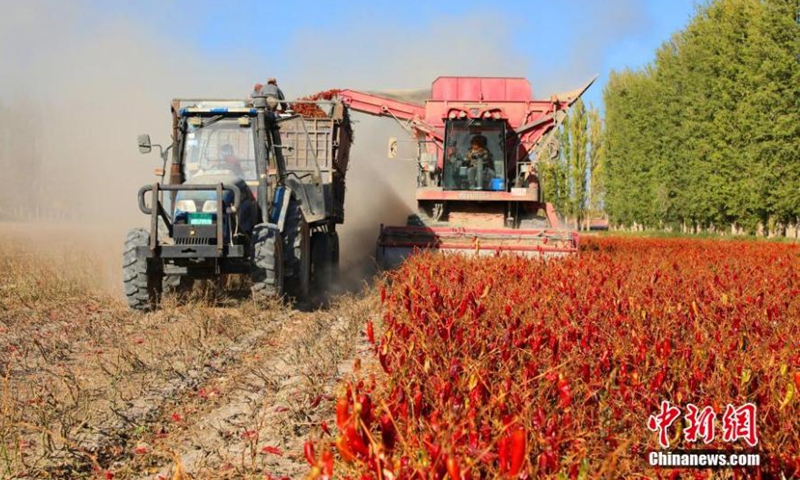 A harvester works in a chilli pepper plantation base in Tiemenguan city, northwest China's Xinjiang Uyghur Autonomous Region, Oct. 6, 2022. A chilli pepper plantation base in Xinjiang embraced harvest with a total planting area of more than 1,300 hectares.Photo:China News Service
