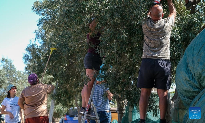 People pick olives in Zabbar, Malta, on Oct. 9, 2022. (Photo: Xinhua)