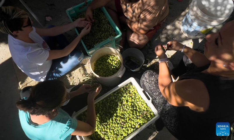 People pick out tree branches from freshly picked olives in Zabbar, Malta, on Oct. 9, 2022.(Photo: Xinhua)