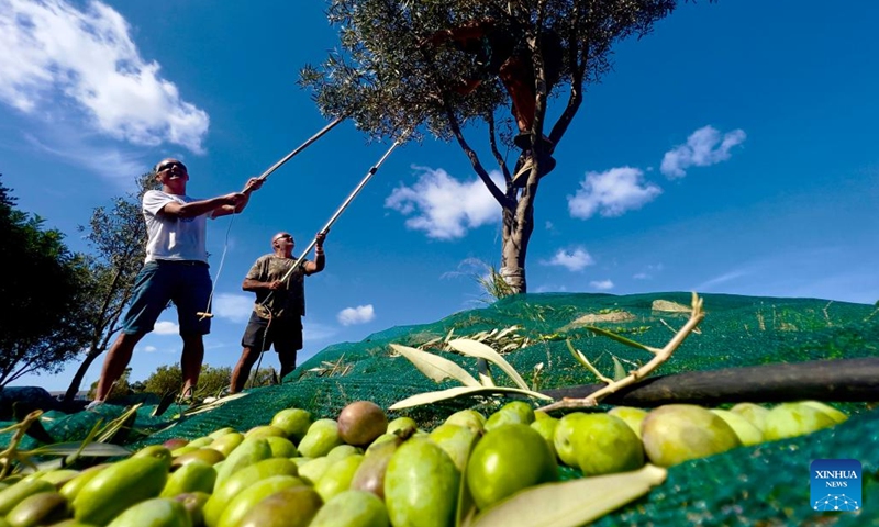 People pick olives in Zabbar, Malta, on Oct. 9, 2022.(Photo: Xinhua)