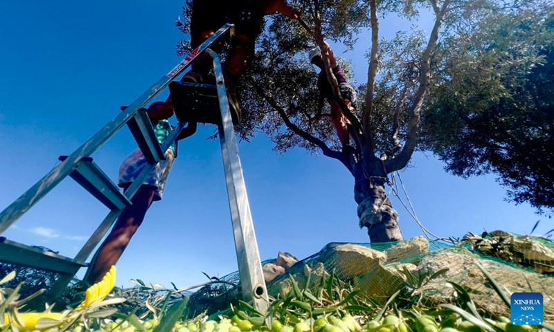 People pick olives in Zabbar, Malta, on Oct. 9, 2022.(Photo: Xinhua)