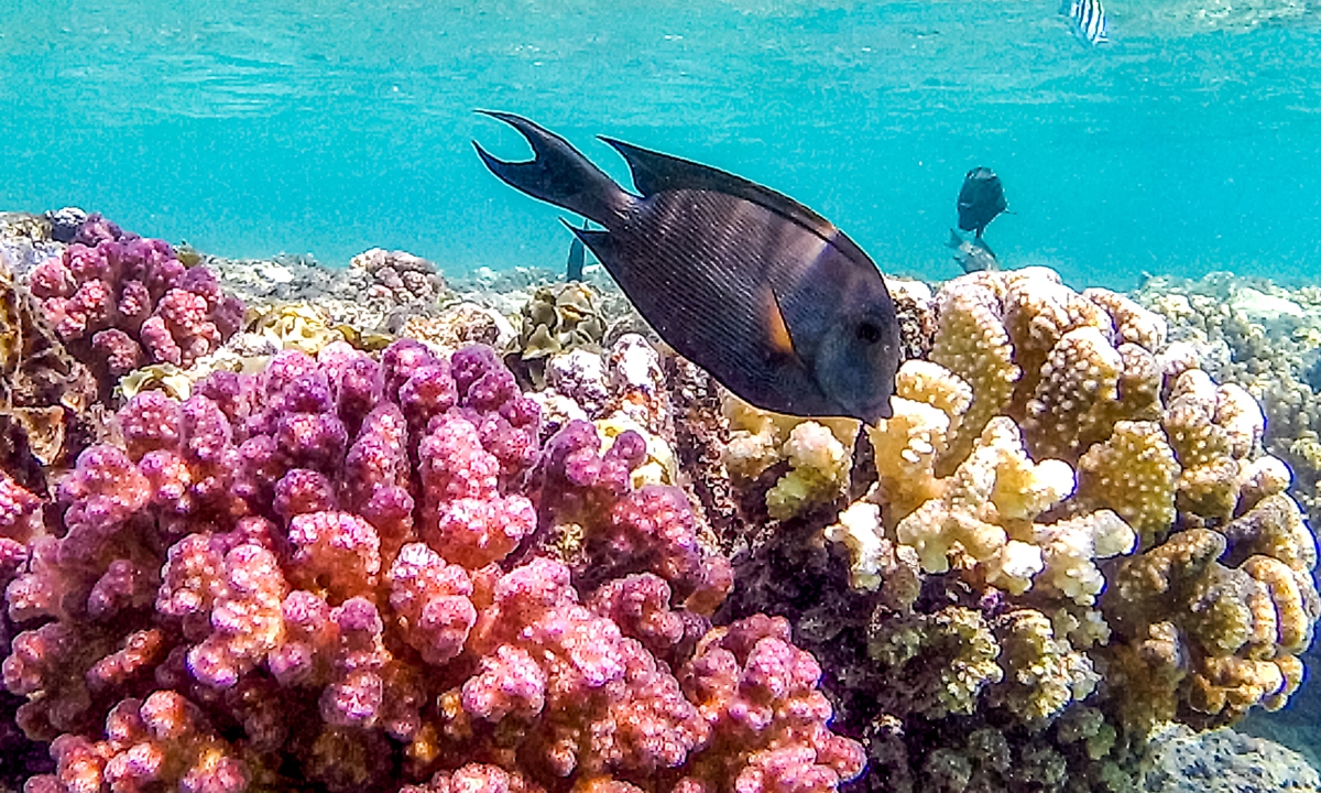 Heat-resilient Red Sea reefs offer for corals - Global Times