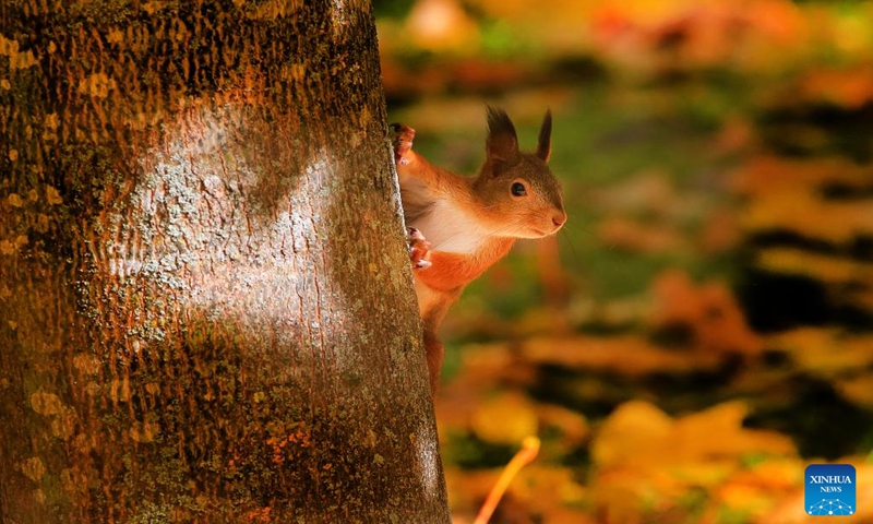 A squirrel is seen in Minsk, Belarus, Oct. 10, 2022.(Photo: Xinhua)