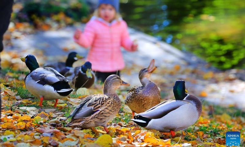 Wild ducks are seen on fallen leaves in Minsk, Belarus, Oct. 10, 2022.(Photo: Xinhua)