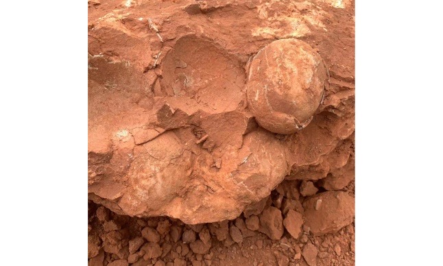 Fossilized dinosaur eggs found in Wuning county, East China's Jiangxi Province Photo: Courtesy of Wuning County Museum 