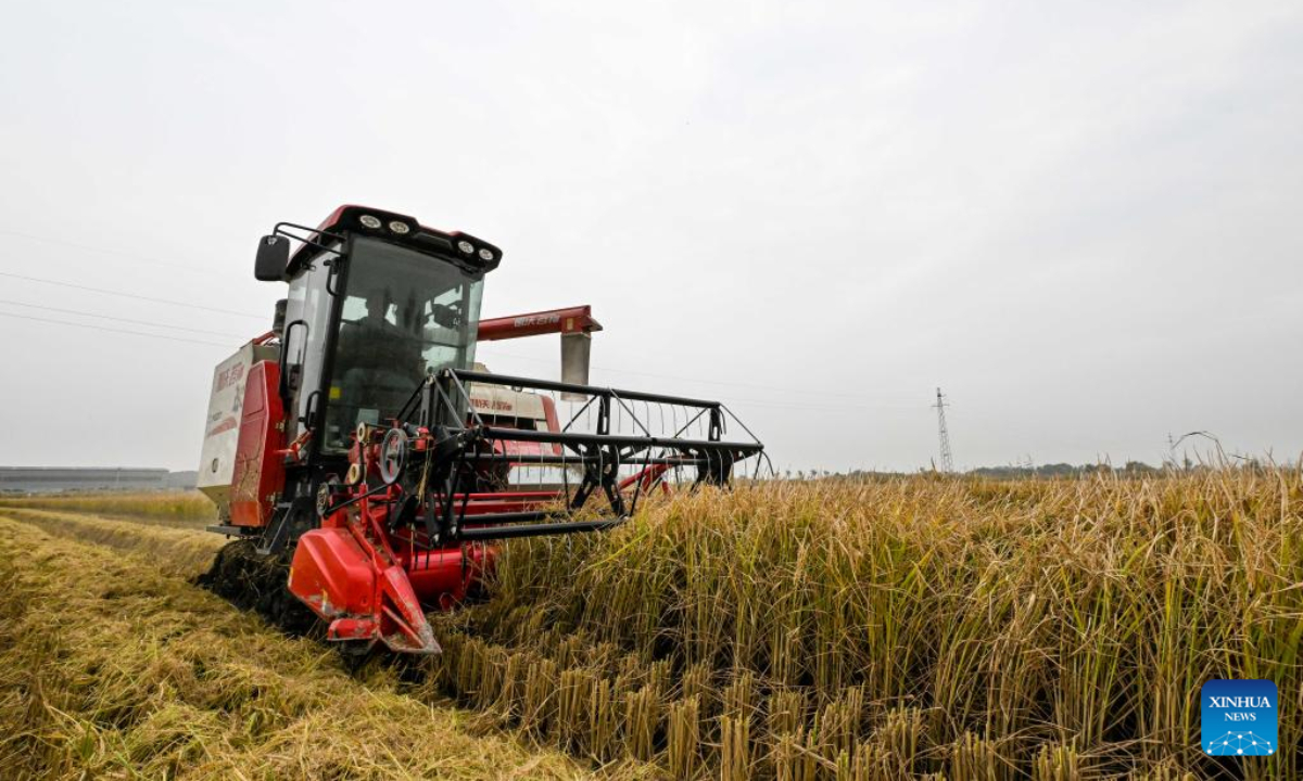 Photo taken on Oct 13, 2022 shows a harvester working at a paddy field in Xiaozhan Town of Jinnan District in north China's Tianjin. Xiaozhan rice, which is a popular rice variety in China, is originated in Xiaozhan Town of Tianjin. Lately Xiaozhan rice has entered its harvest season. Photo:Xinhua