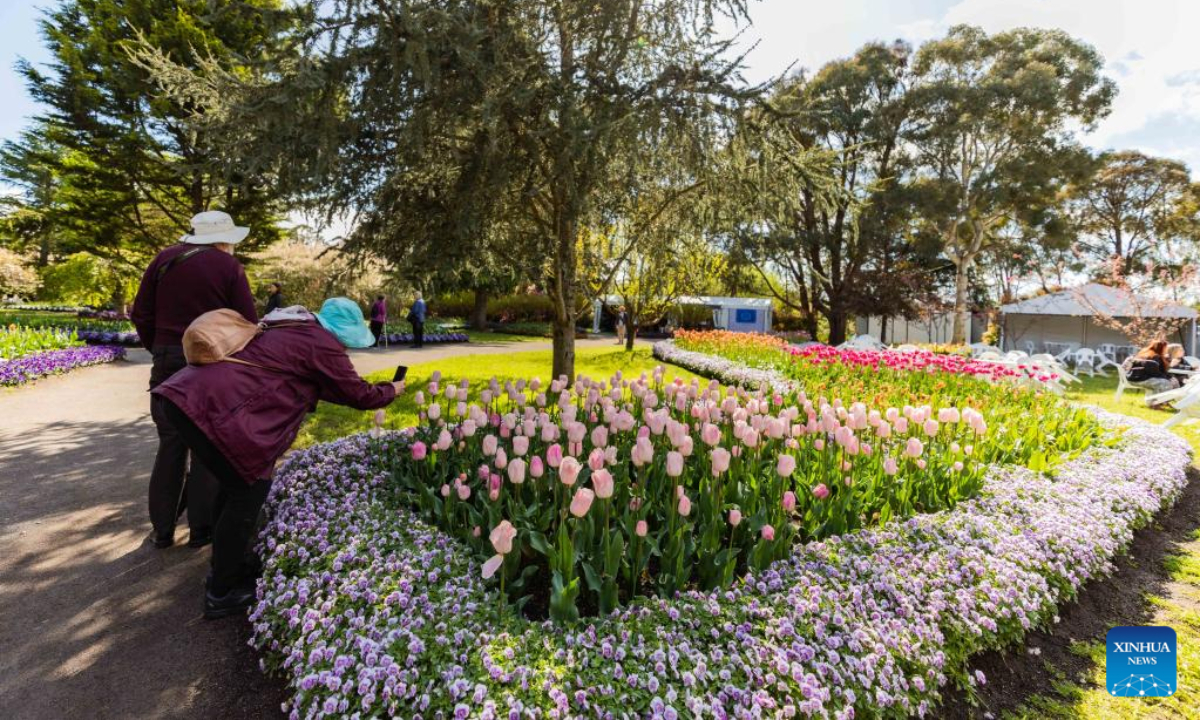 Blooming tulips at garden in Canberra, Australia Global Times