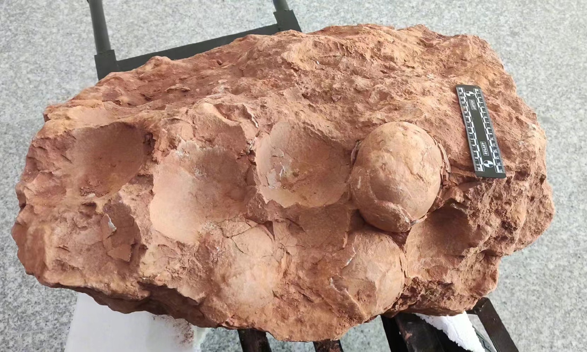 80 million year old fossilized dinosaur eggs dating back to the early and mid-Late Cretaceous period found in East China's Jiangxi Province.Photo:Xinhua News 